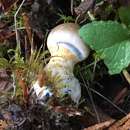 Image of Cortinarius caesiifolius A. H. Sm. 1939