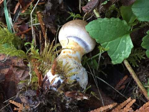 Image of Cortinarius caesiifolius A. H. Sm. 1939