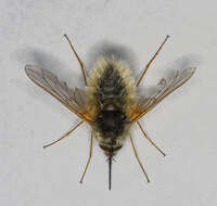 Image of grasshopper bee fly