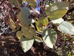 Arctostaphylos viscida subsp. viscida resmi