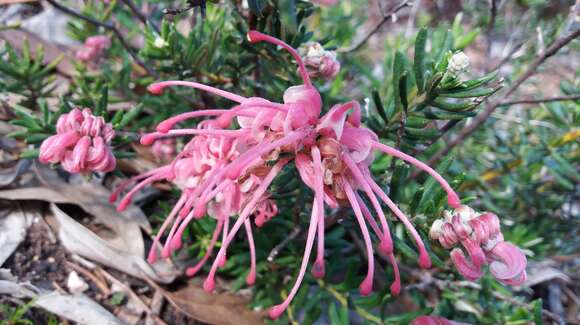 Image of Grevillea lavandulacea Schltdl.