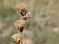 Imagem de Pyrrocoma racemosa var. sessiliflora (E. Greene) Mayes ex G. K. Brown & D. J. Keil