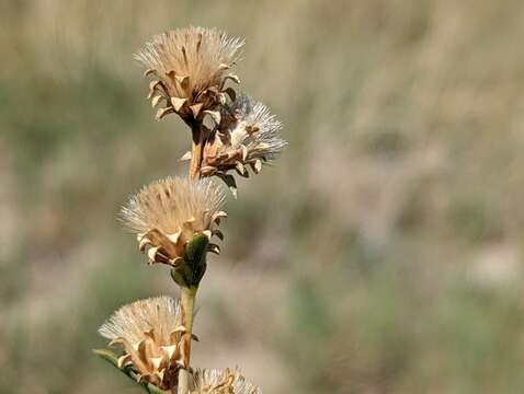 Image of clustered goldenweed