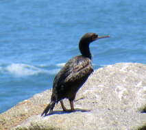 Image of Guanay Cormorant