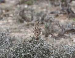 Image of Sclater's Lark