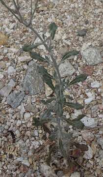 Imagem de Eriogonum polycladon Benth.