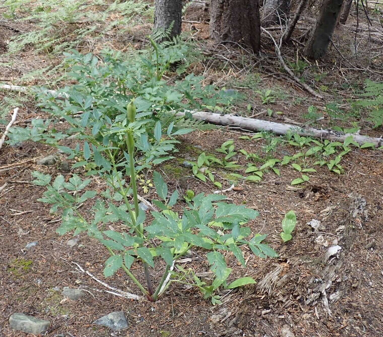 Image of Lyall's angelica