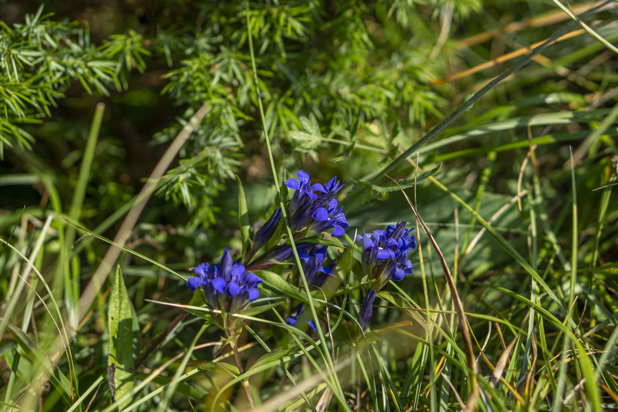 Image of Gentiana cruciata subsp. phlogifolia (Schott & Kotschy) Tutin