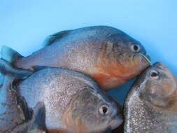 Image of Red-bellied piranha