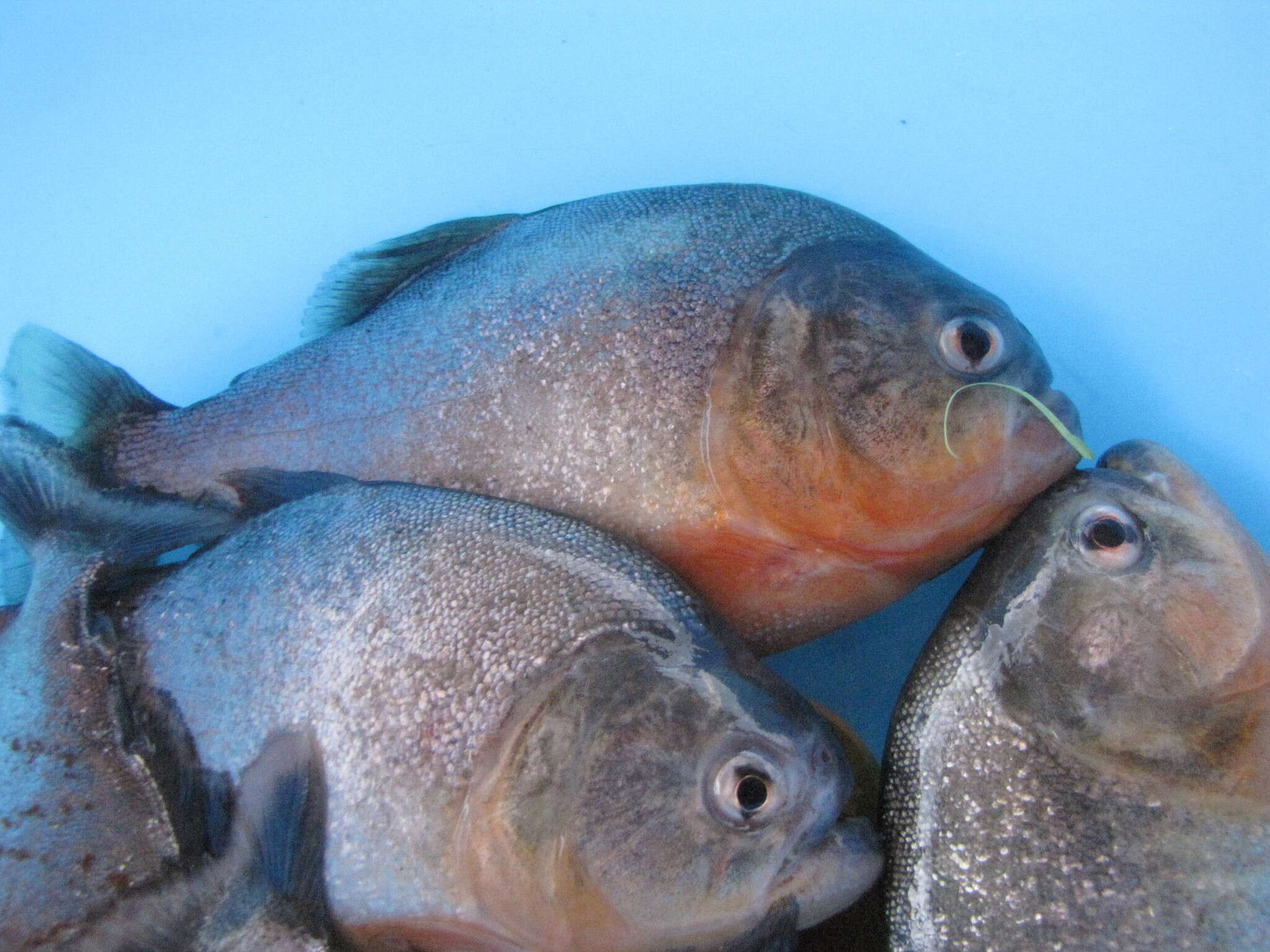 Image of Red-bellied piranha