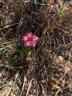 Image of Catharanthus ovalis Markgr.