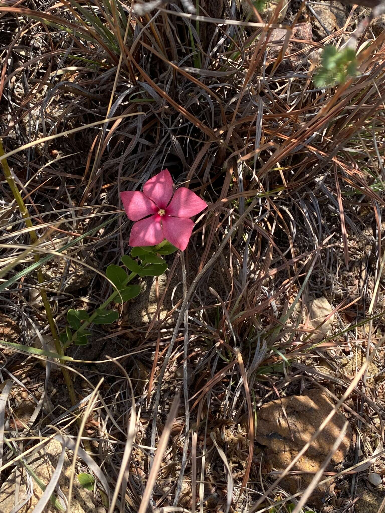 Image of Catharanthus ovalis Markgr.