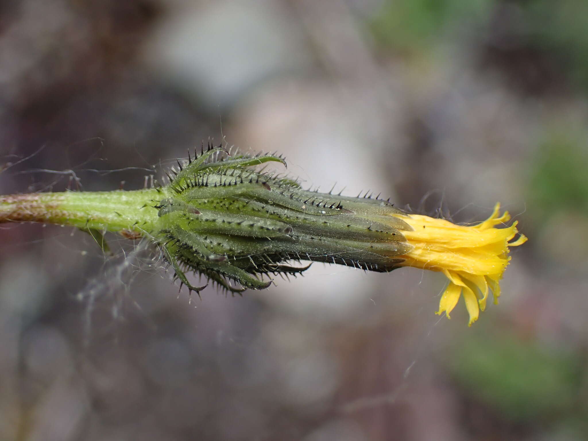 Image of Picris morrisonensis Hayata