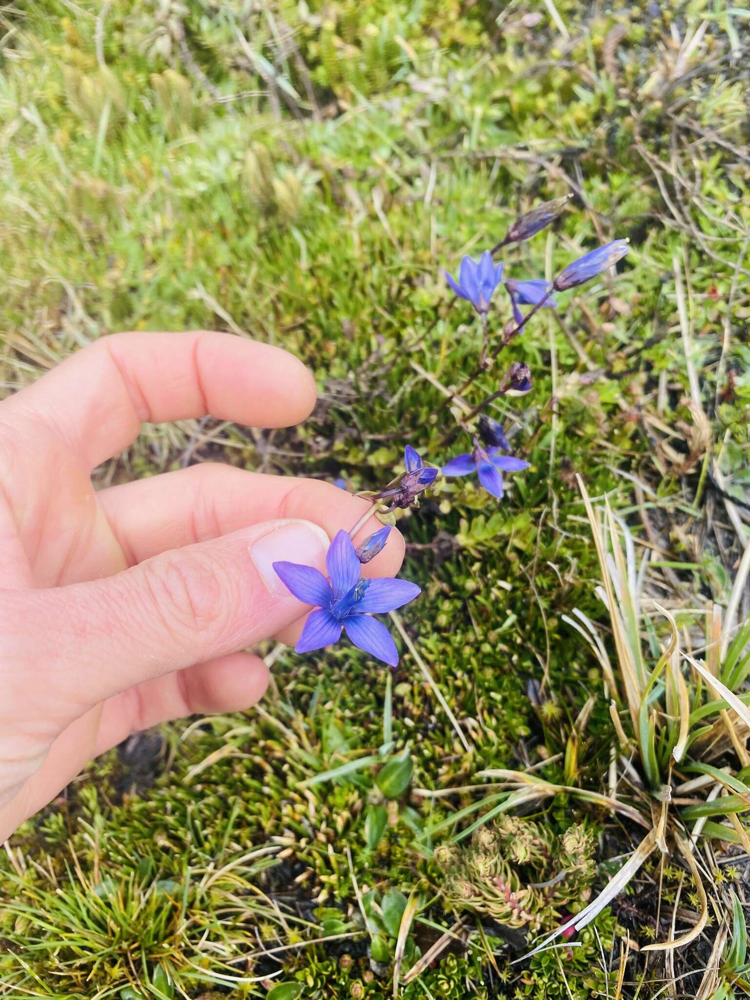 صورة Gentianella rapunculoides (Willd. ex Schultes) J. S. Pringle