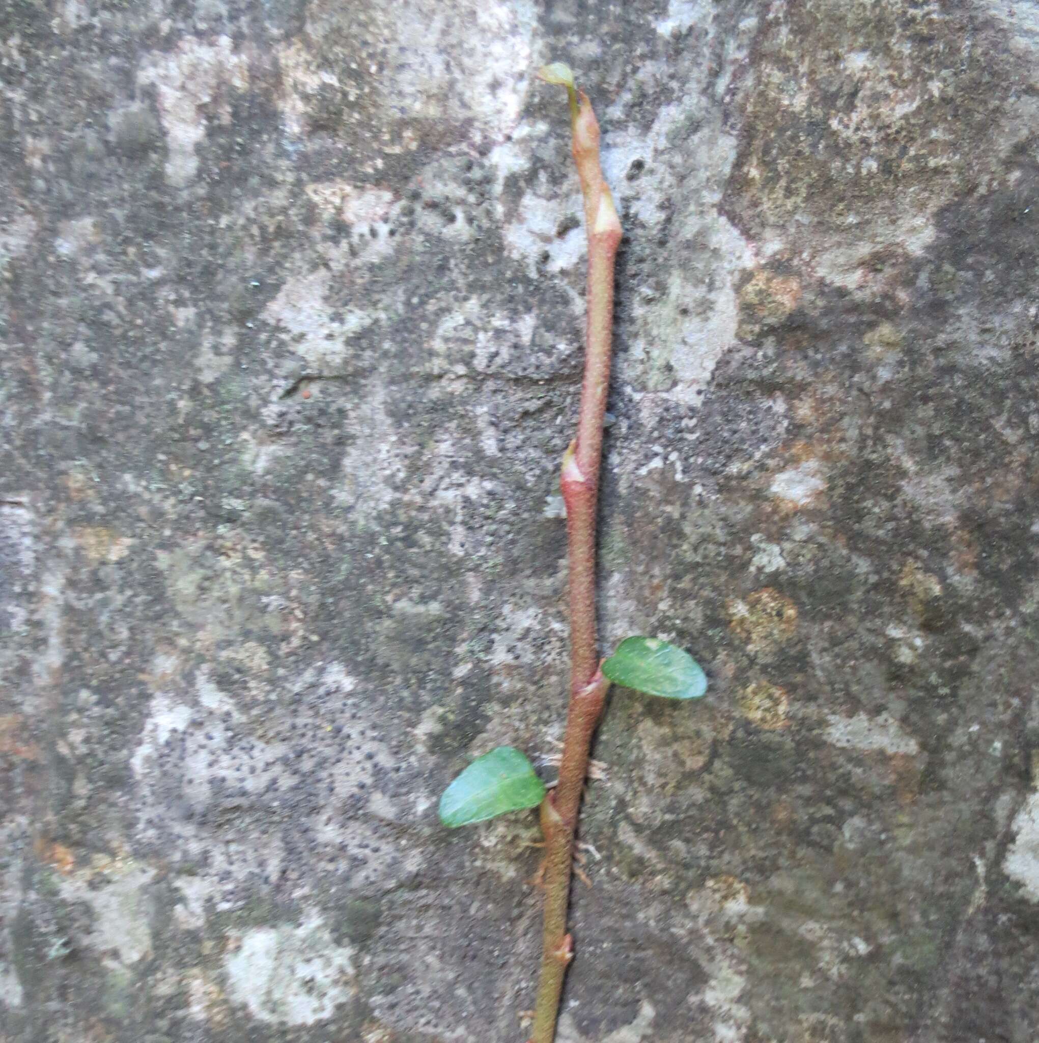 Image de Hedera pastuchovii Woronow