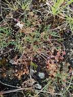 Image de Lomatium gormanii (T. J. Howell) Coult. & Rose