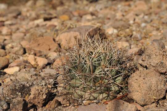 Image of Scheer's beehive cactus