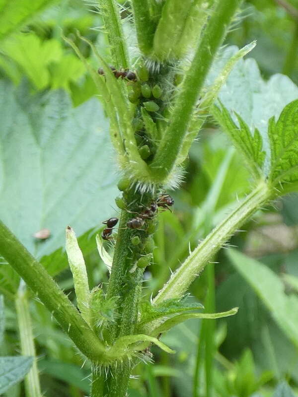 Image of Aphid