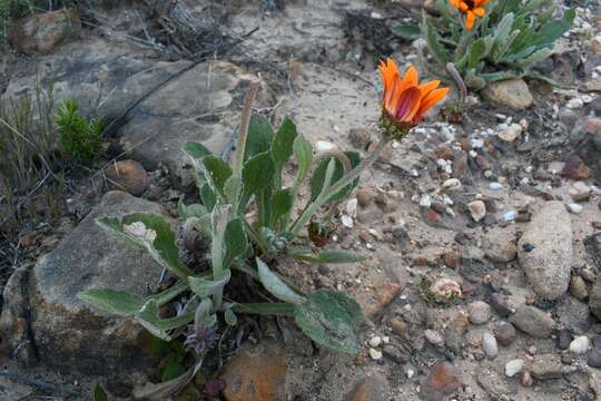 Image of Arctotis bellidifolia Berg.