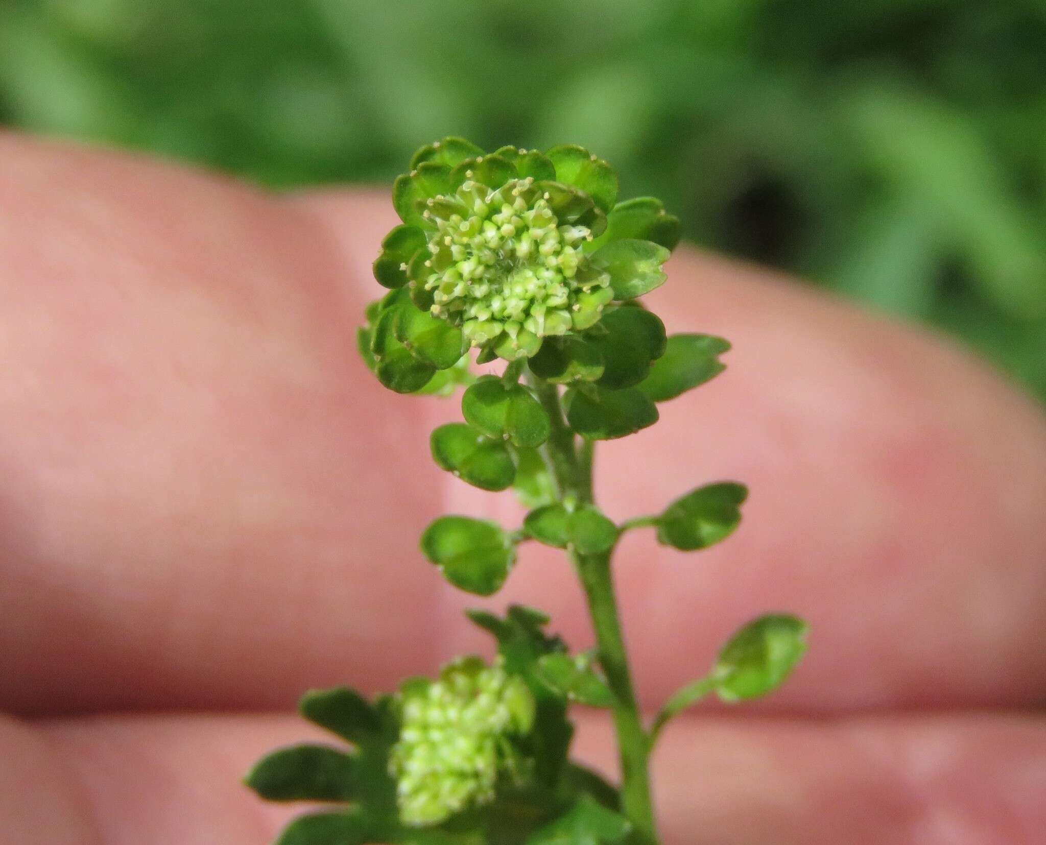 Sivun Lepidium bipinnatifidum Desv. kuva