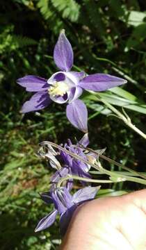 Aquilegia vulgaris subsp. dichroa (Freyn) L E. Diaz的圖片