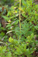 Imagem de Pedicularis bracteosa var. flavida (Pennell) Cronq.