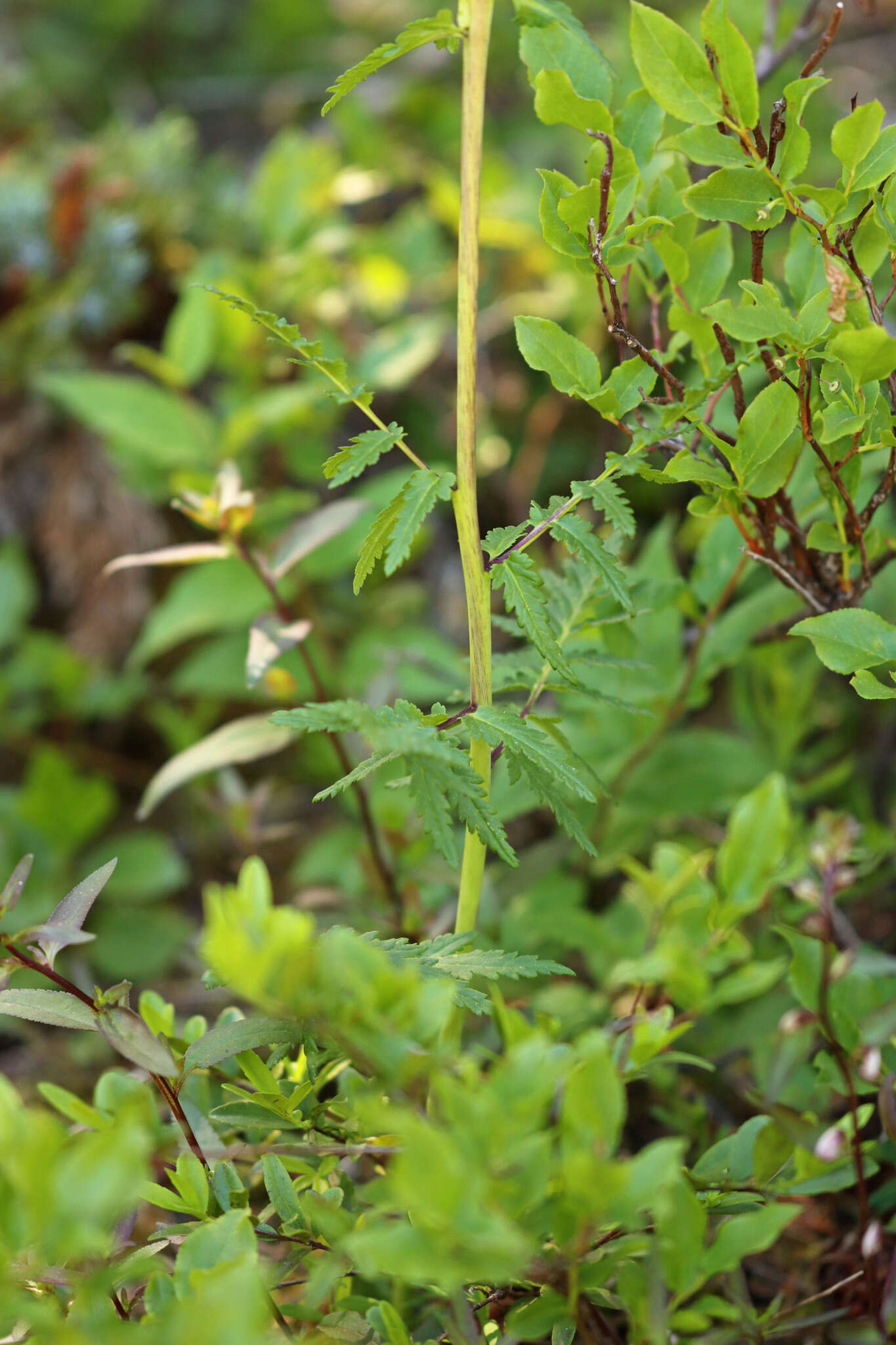 Imagem de Pedicularis bracteosa var. flavida (Pennell) Cronq.