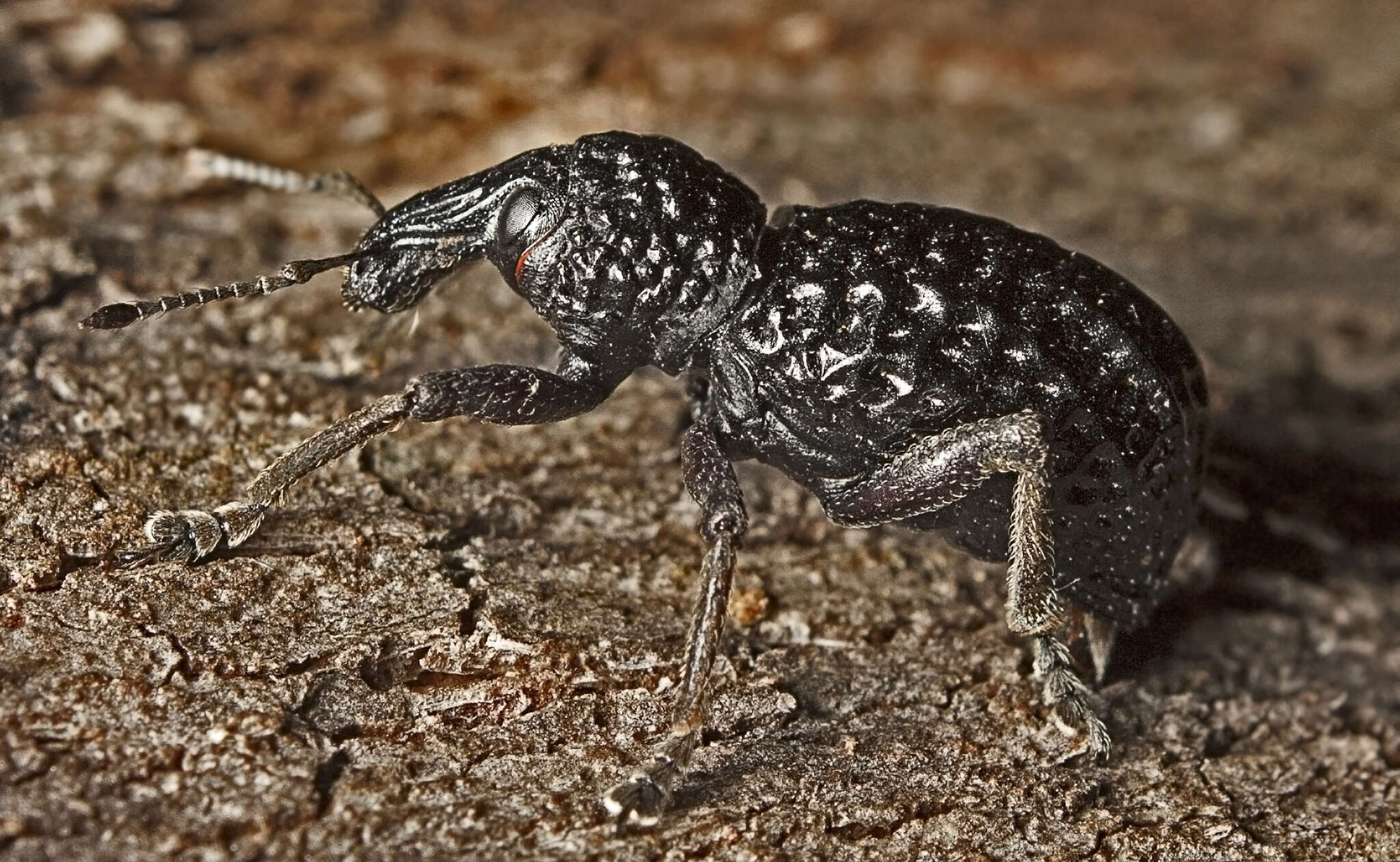 Image of Zymaus angustus Lea 1910