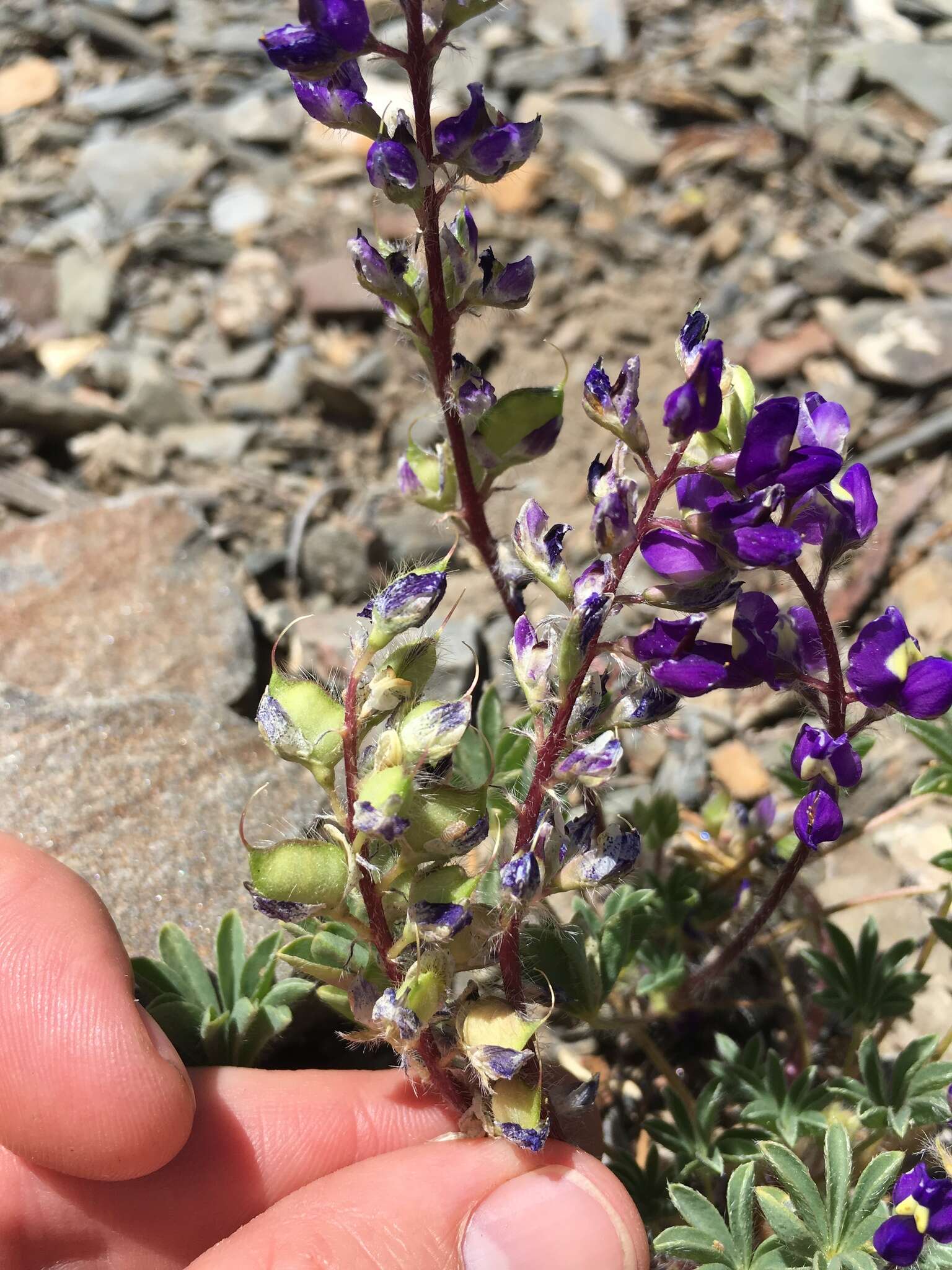 Imagem de Lupinus flavoculatus A. Heller