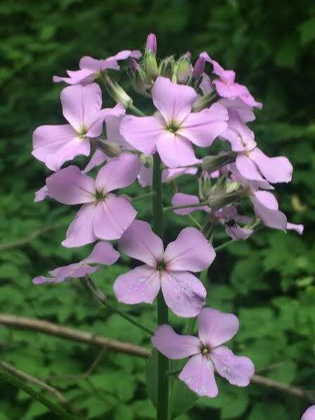 Imagem de Hesperis matronalis L.