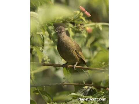 Image of Plain Greenbul