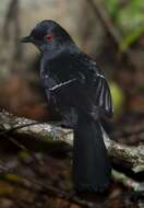 Image of White-shouldered Fire-eye