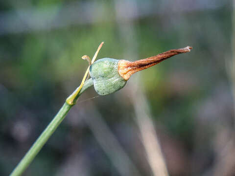 Image of Acis rosea (F. Martin bis) Sweet