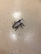Image of Haldeman's Ironclad Beetle