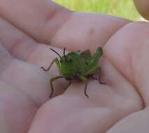 Image of Mendocino Green-striped Grasshopper