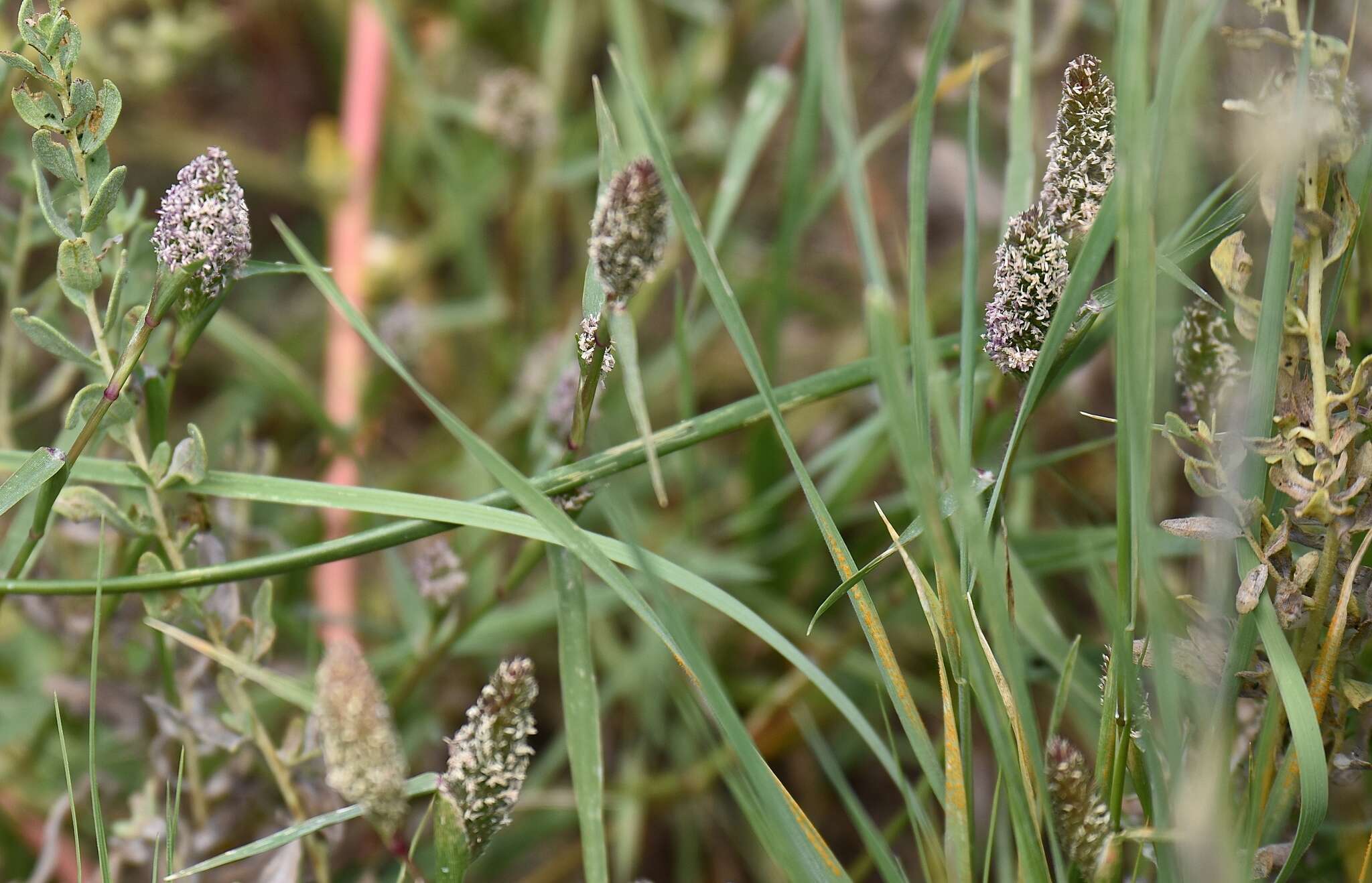 Sporobolus schoenoides (L.) P. M. Peterson的圖片