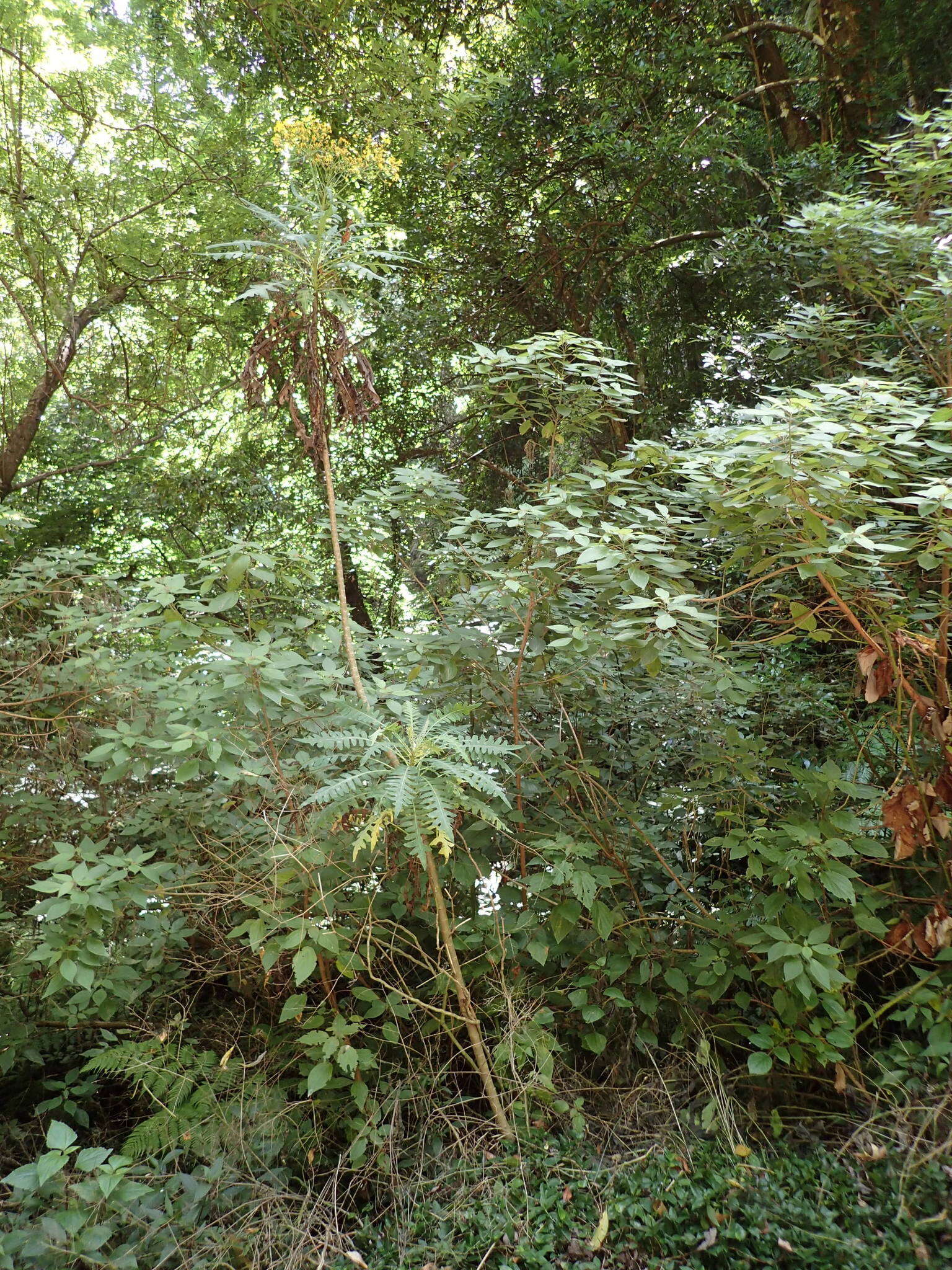 Imagem de Sonchus palmensis (Sch. Bip.) Boulos