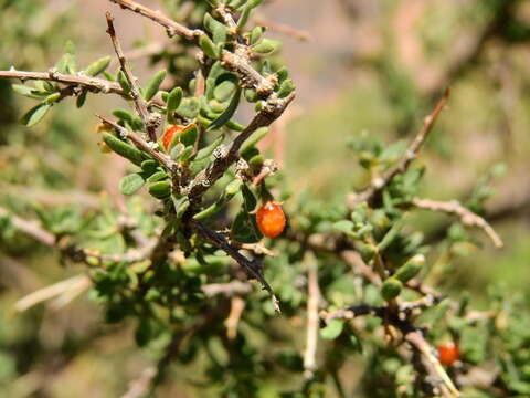 Image of Lycium tenuispinosum Miers