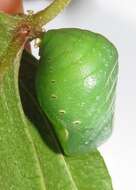 Image of Green-veined Charaxes