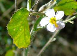 Image of White Fen-Rose