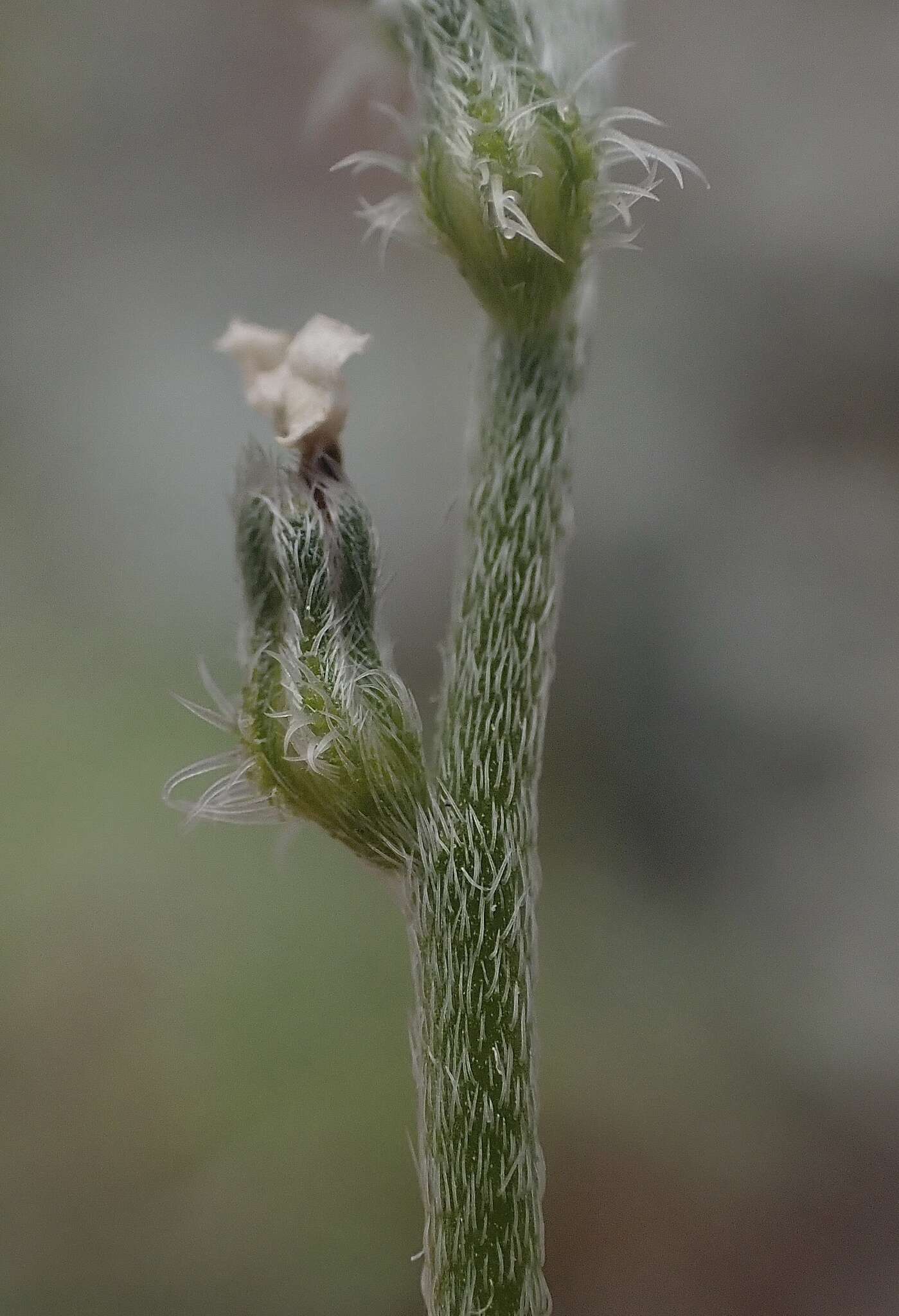 صورة Cryptantha flaccida (Dougl.) Greene