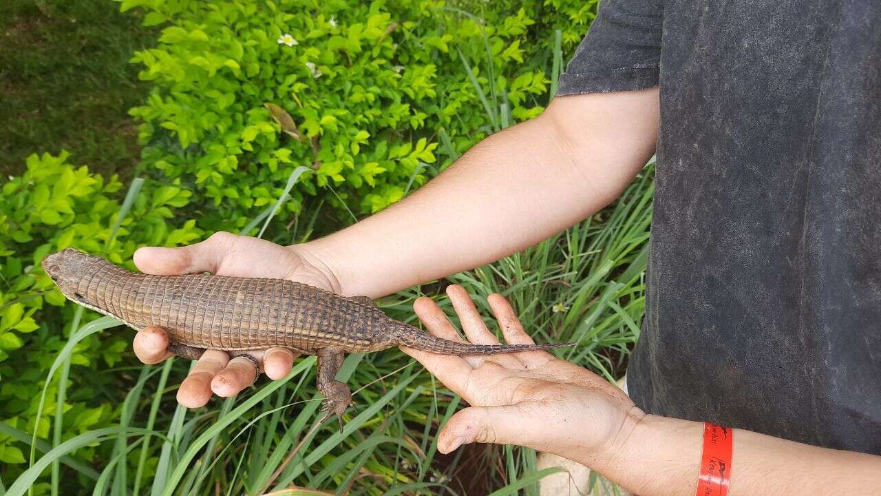 Image of Great Plated Lizard