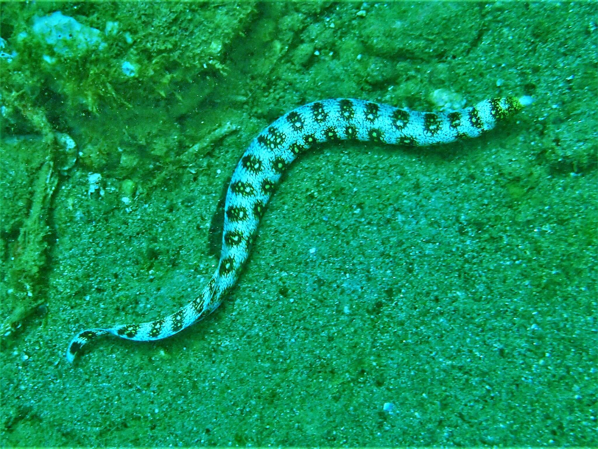 Image of Snowflake moray