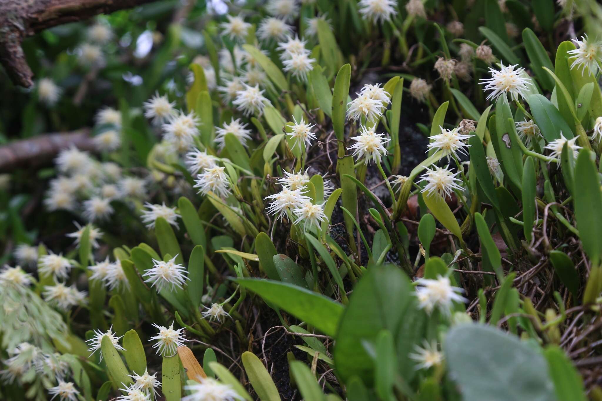 Image of Pom-pom Orchid