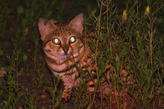 Image of Black-footed Cat