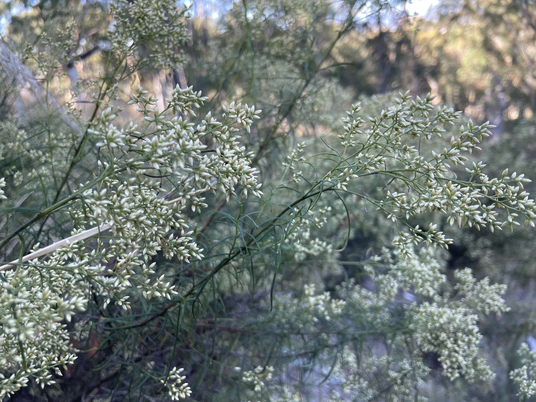 Plancia ëd Cassinia quinquefaria R. Br.