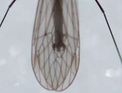 Image de Trichocera salmani Alexander 1927