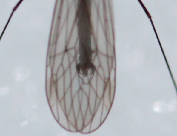 Image of Trichocera salmani Alexander 1927