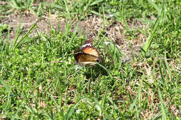 Image of False Plain Tiger