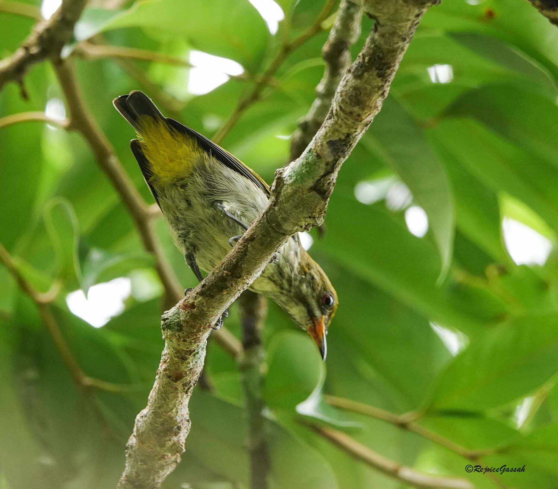 Image of Yellow-vented Flowerpecker